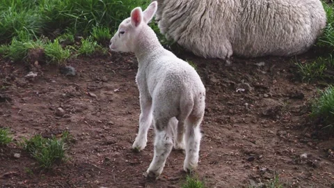 Young Lamb in Muddy Field Looking Around - British Farming Livestock Stock Footage 279173638