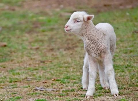 Young lamb Stock Photos