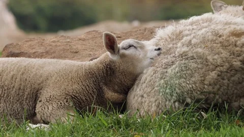 Young Lamb Resting Against its Mother, England, UK Video stock 311100193