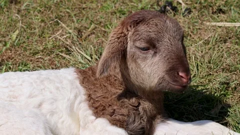 Young Lamb Resting Peacefully on Sunny Grass Field Stock Footage 320031744