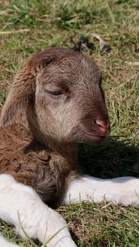 Young Lamb Resting on Sunny Grass Pasture in Thailand Vídeos de archivo 320163436