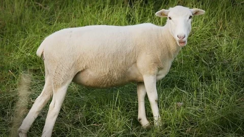 Young lamb sheep standing on a dike chewing blade of grass Video stock 77648596