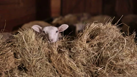 Young lamb, Soft ears, Lamb ears Stock Footage 287011624