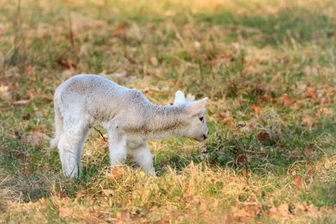 Young lamb in spring on a meadow Stock Photos
