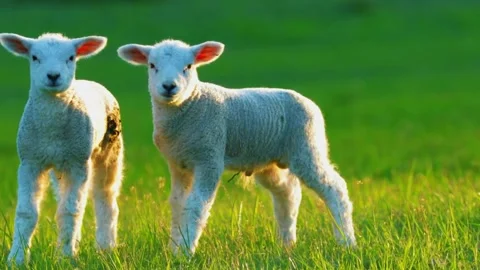 Young Lamb Standing on Grass Stock Footage 323143870