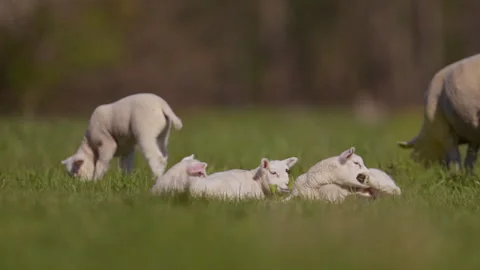 Young lambs chilling and lying down basking in lush green meadow Stock Footage 333474943
