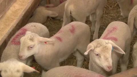 Young Lambs Feeding Inside Traditional Sheep Barn Stock-Footage 344162924