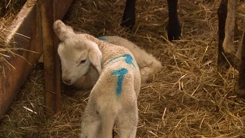 Young Lambs Inside Traditional Sheep Barn Stock-Footage 344159372