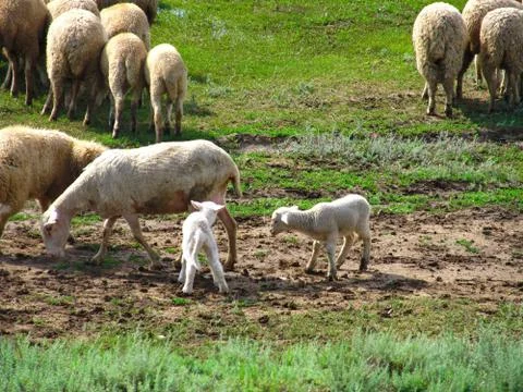 Young lambs. Stock Photos