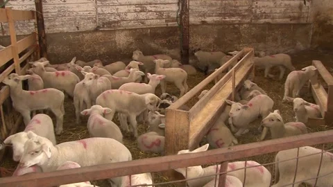 Young Lambs Resting Inside Traditional Sheep Barn Stock-Footage 344162326