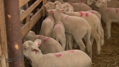 Young Lambs With Sheep Inside Traditional Farm Barn Stock-Footage 344162667