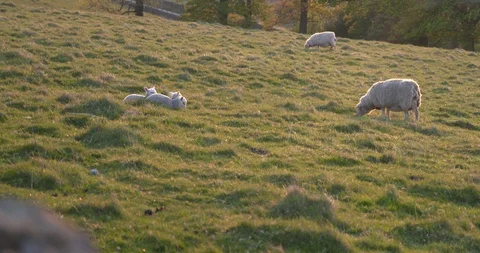 Young lambs sitting in field Stock Footage 129755830