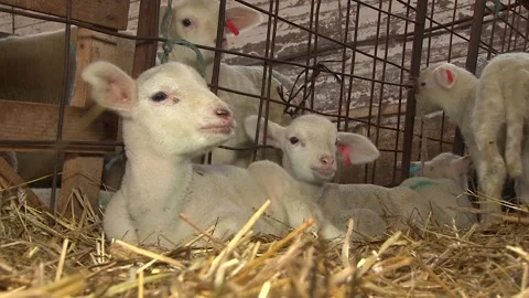 Young Lambs on Straw Inside Traditional Sheep Barn Stock-Footage 344163402