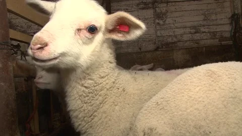 Young Lambs Together Inside Traditional Sheep Barn Stock-Footage 344163078