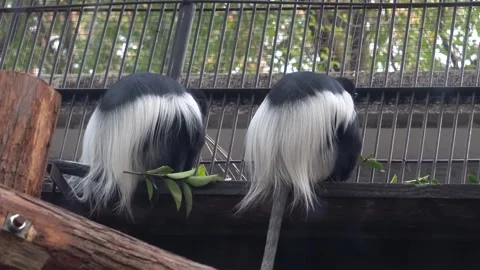Young Langur Exploring Forest Habitat Wildlife Footage Video stock 320921508