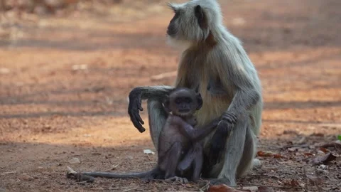 Young langur monkey holding on to the mother in Tadoba national park Stock Footage 340515817