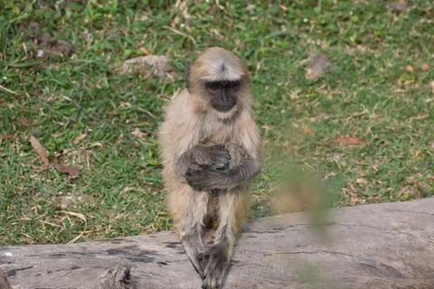 An young langur monkey Foto stock