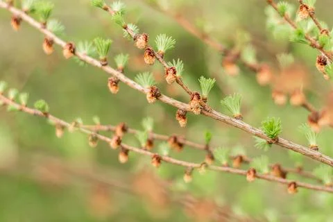 Young larch branches in spring, new shoots.... young larch branches in spring Stock Photos