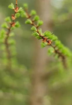 Young larch branches in spring, new shoots.... young larch branches in spring Stock Photos