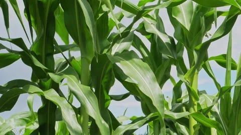 Young, large stem and leaves of corn. Stock Footage 130347794