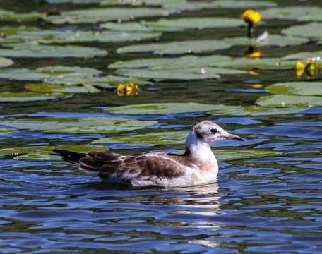 Young laughing gull Stock Photos
