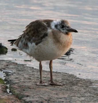 Young laughing gull Stock Photos