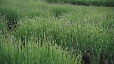 A young lavandin field Stock Footage 280134245