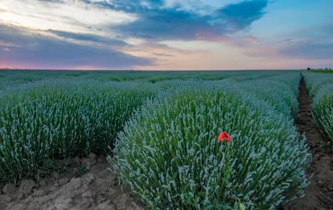 Young lavender field Stock Photos