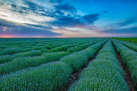 Young lavender field Stock Photos