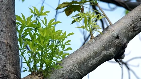 Young leaf of baobab Video stock 48564981