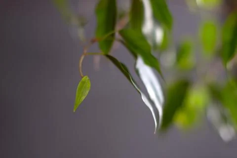 A young leaf of a black background Stock Photos