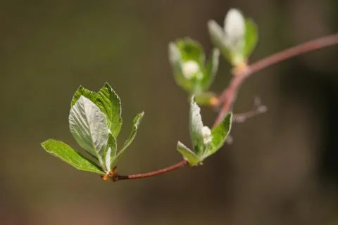 Young leaf on branch Stock Photos