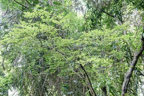 Young Leaf Branches in Tropical Forest Canopy Stock Photos