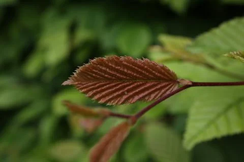 Young leaf on a bush in spring Foto stock
