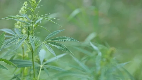 Young leaf of cannabis plant. Selective focus. Stock Footage 112912385
