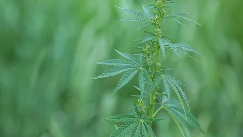 Young leaf of cannabis. Shallow depth of field. Stock Footage 112912290