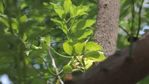 Young Leaf of Cinnamomum camphora tree Video stock 123469781