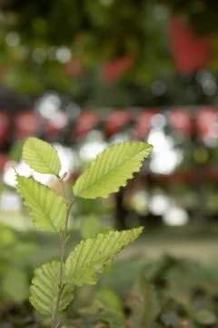 Young leaf close-up with flags background Stock Photos