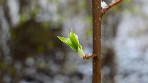 Young leaf Stock Footage 128800699