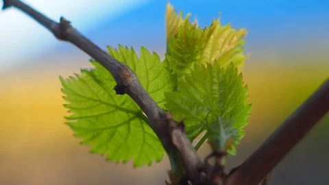 A young leaf of grapes Stock Footage 90244376