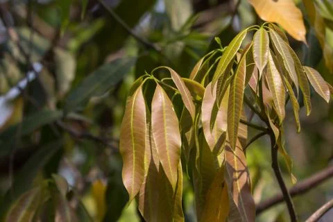Young leaf of Green Mango Fruit Stock Photos