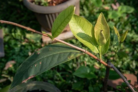 Young Leaf Growth on Potted Tropical Tree Branch Stock Photos