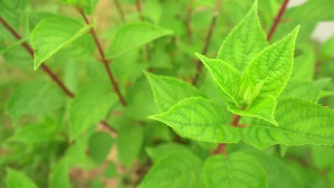 Young leaf of hydrangea in the garden. Stock Footage 283127440