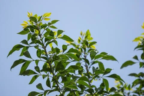 Young Leaf of  Indian cork tree Stock Photos