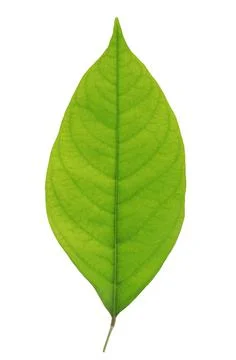 Young leaf isolated on white background Stock Photos