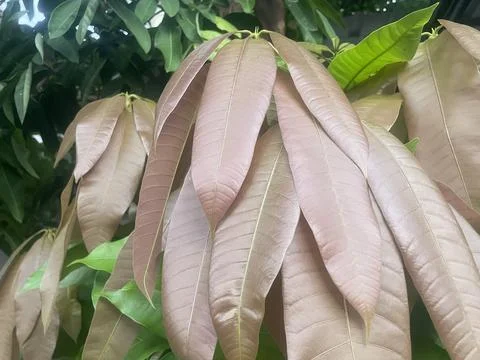 Young leaf mangos Stock Photos