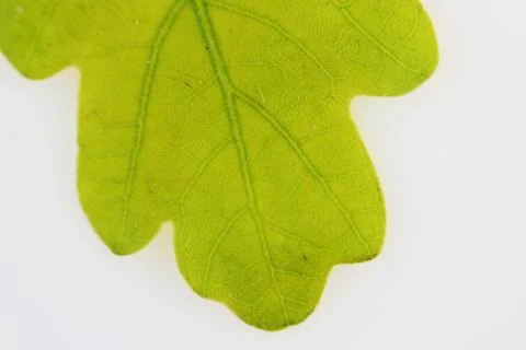 Young leaf Oak Quercus macro close up spring. Stock-Fotos