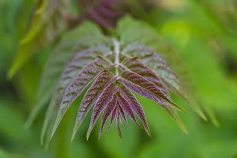 Young Leaf with Reddish-Purple Leaflets Stock Photos