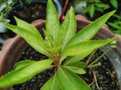 Young leaf shoots of trees Stock Photos
