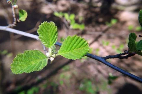 The young leaf in the spring on branch macro photography as background. Stock-Fotos